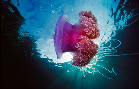 crown-jellyfish-newbert-1145563-ga.jpg